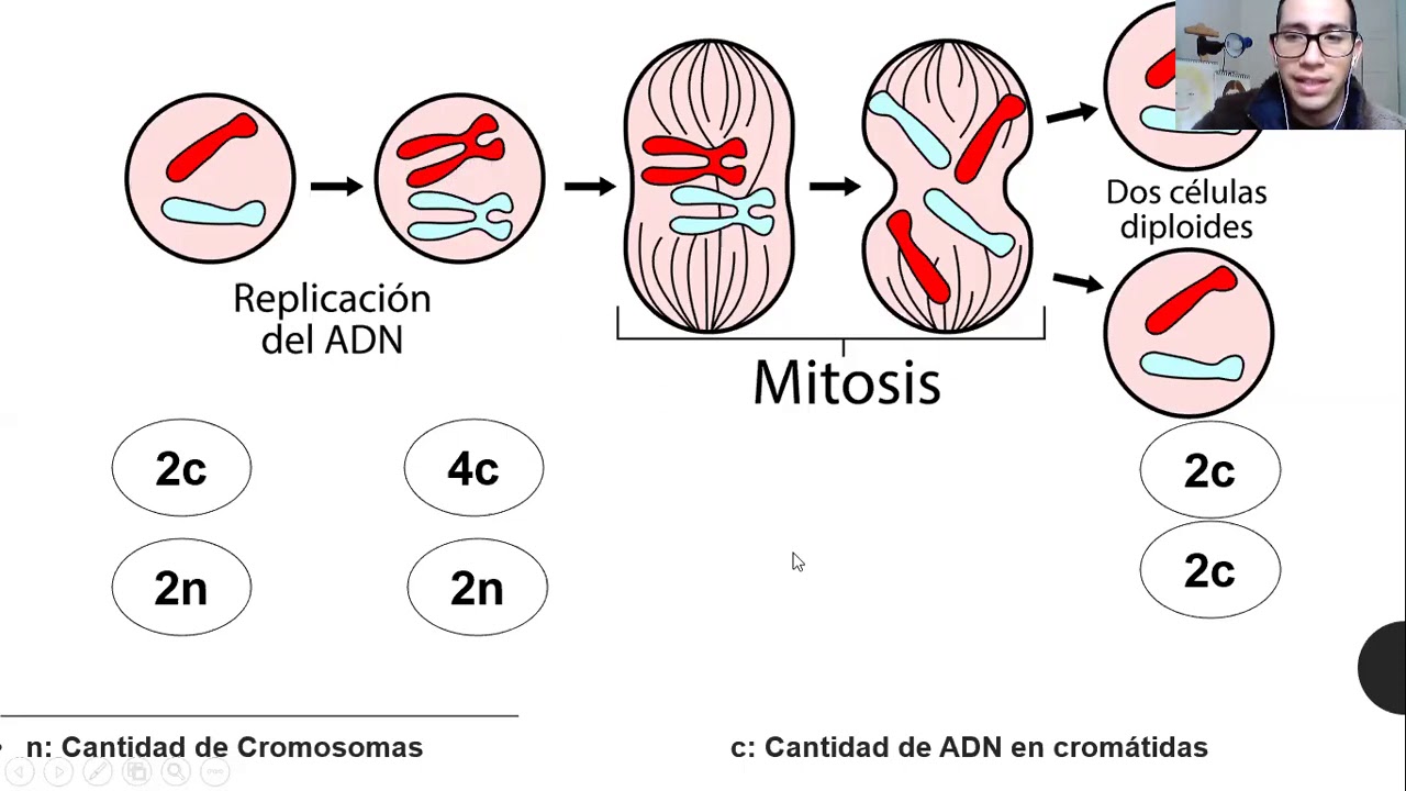 2&deg; MEDIO CAPSULA 5 CANTIDAD DE ADN