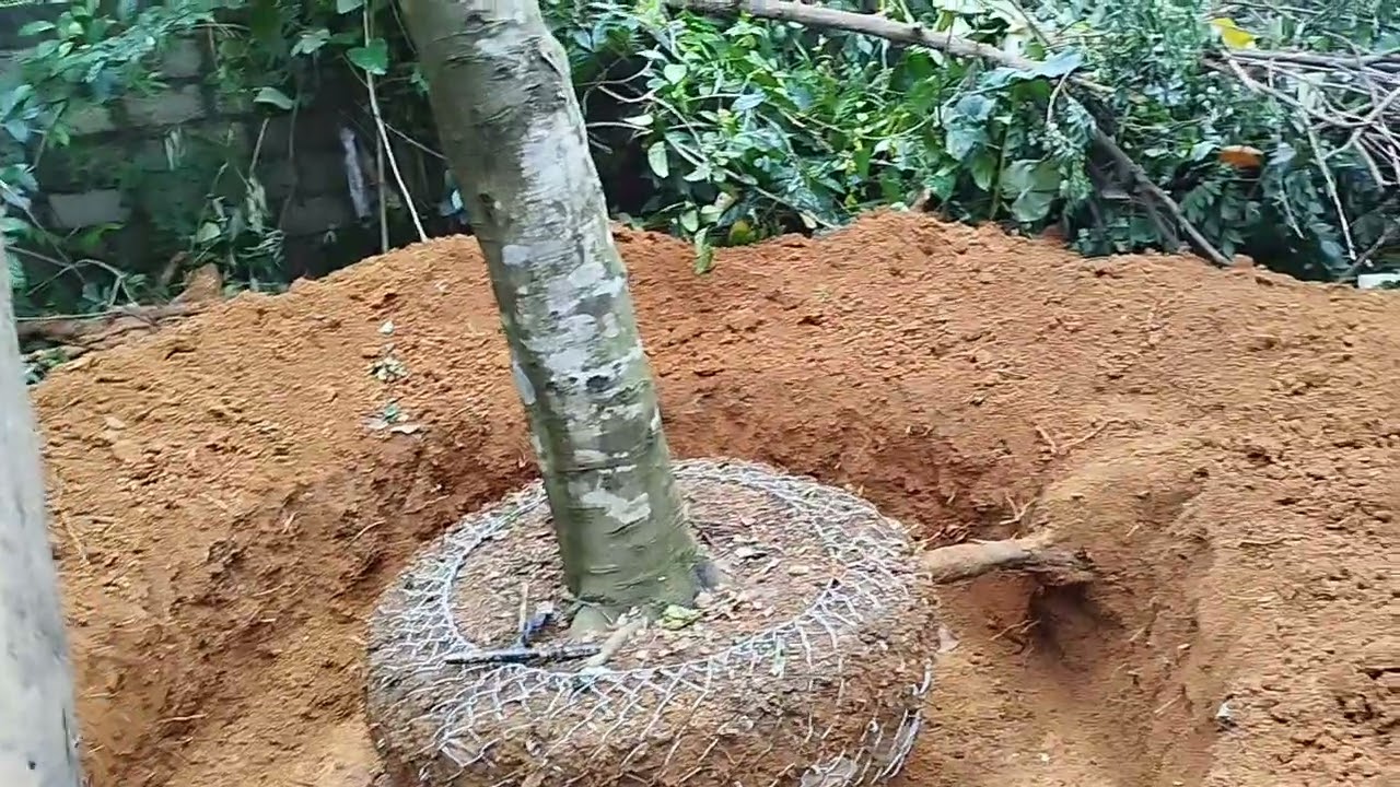 Cây khế chua dáng bàn trà về hải dương lh 0979289606