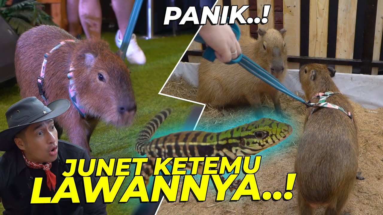 PERTAMA KALI JUNET KETEMU KADAL ARGENTINA DAN CAPYBARA VIRAL..!!