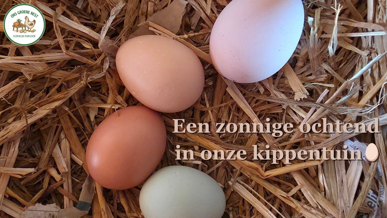 Kippen, eitjes en een zonnige ochtend☀️