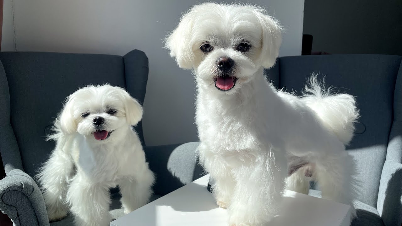 Cutest Maltese Puppies 💕 This video will make you melt 🐶