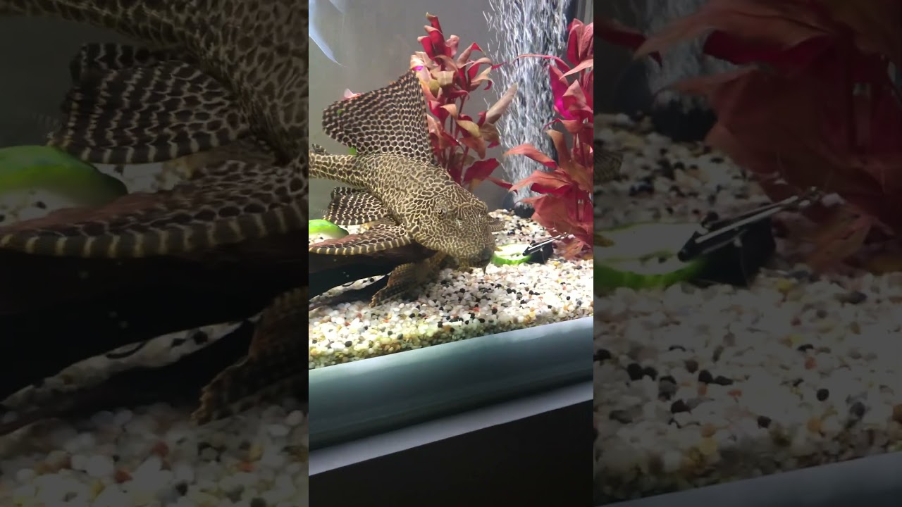 Fun fact about catfish ￼