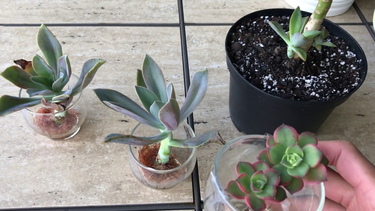 Water Propagation Update Graptoveria and Aeonium Kiwi