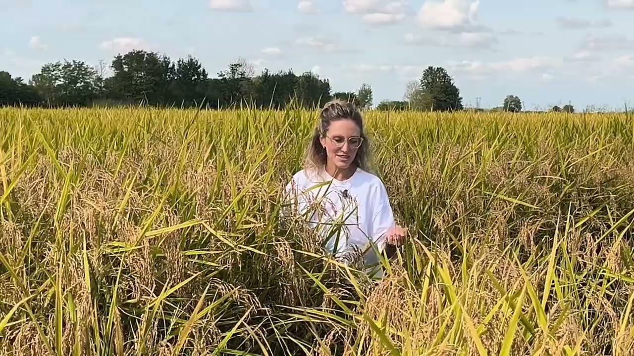 Campo di Riso Carnaroli Soc. Agr. Massino di Sartirana Lomellina @ilmangiaweb  Francesca Massino