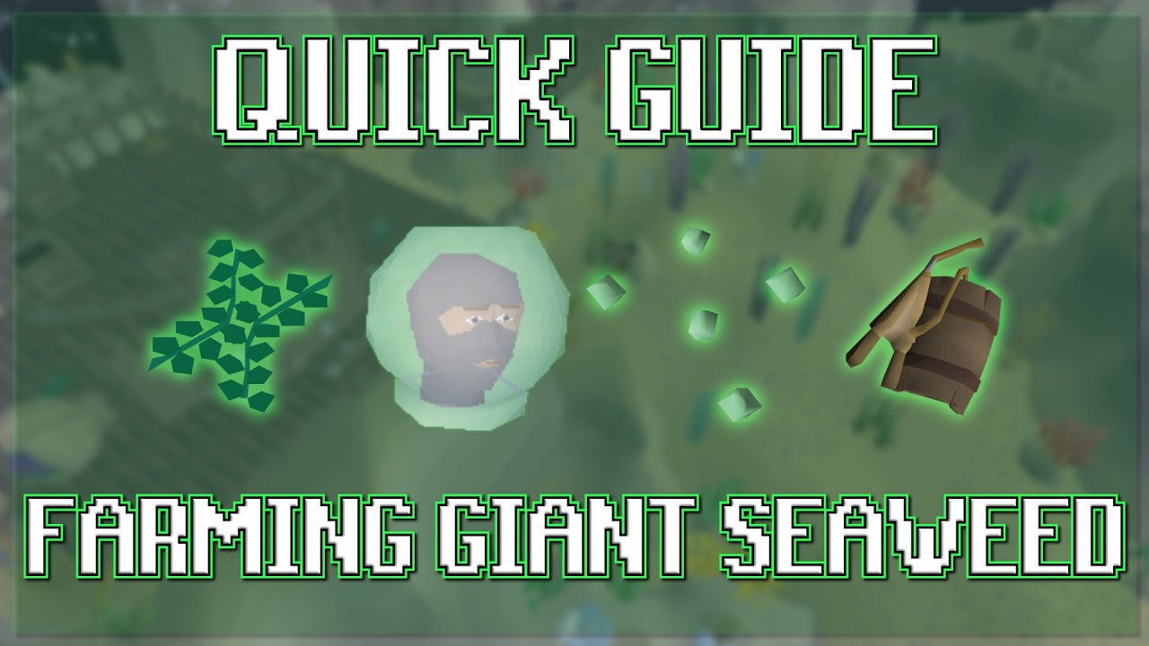 Quick Guide to Farming Giant Seaweed in OSRS