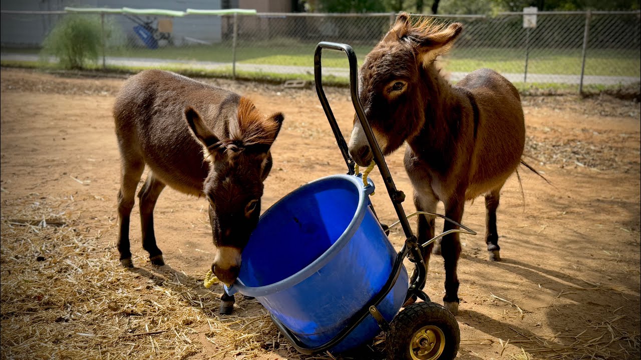 Miniature Donkeys are GREAT Helpers 