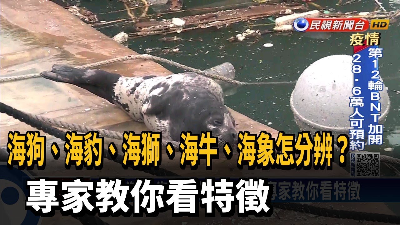 海豹.海獅.海狗傻傻分不清? 專家教你看特徵－民視新聞