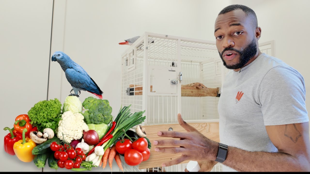 Complete African Grey Feeding Routine | Fruit, Veggies, Seeds, & Pellets (2024)