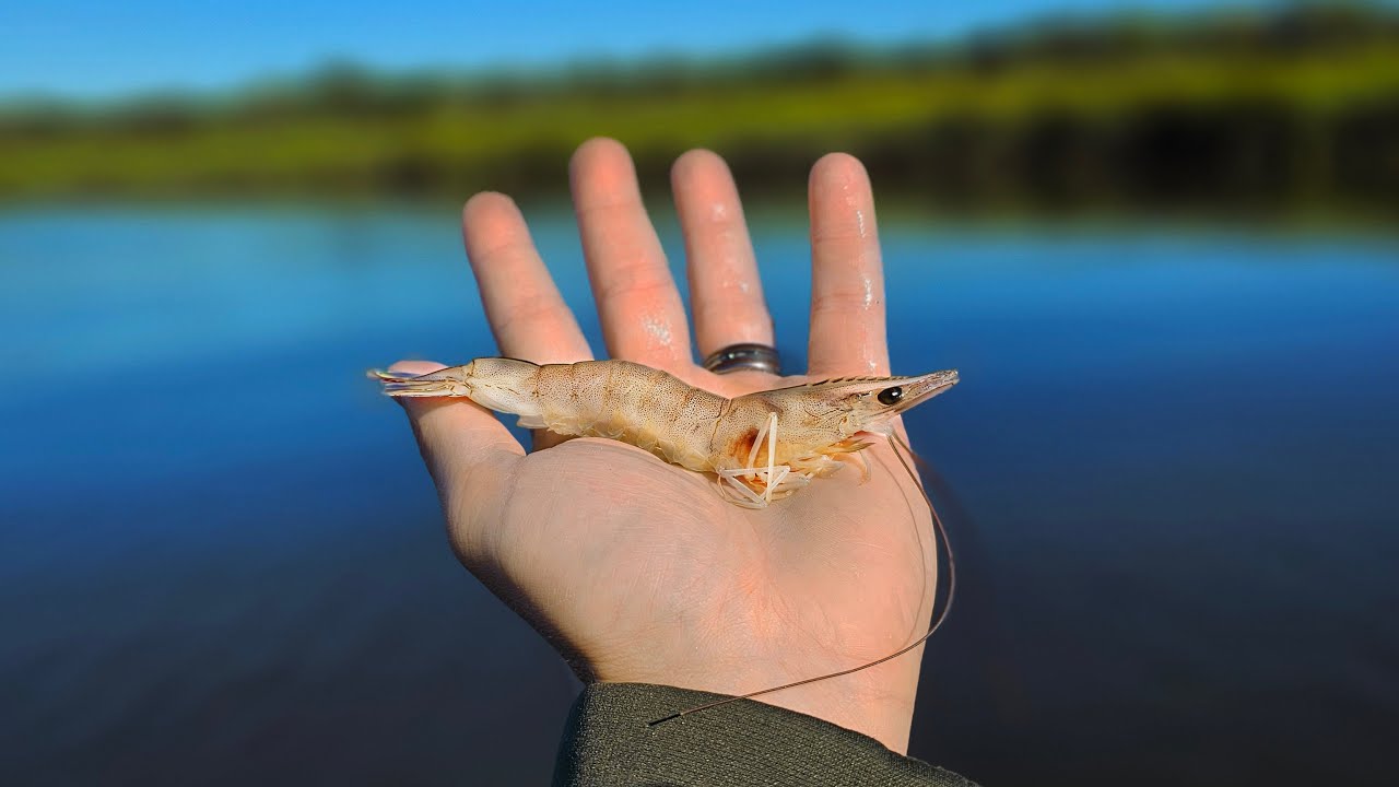 Live Shrimp Fishing for Whatever Bites!! (Amelia Island)