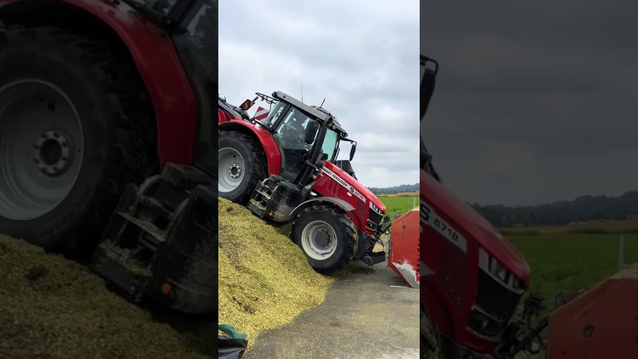 #masseyferguson #corn #sılaj