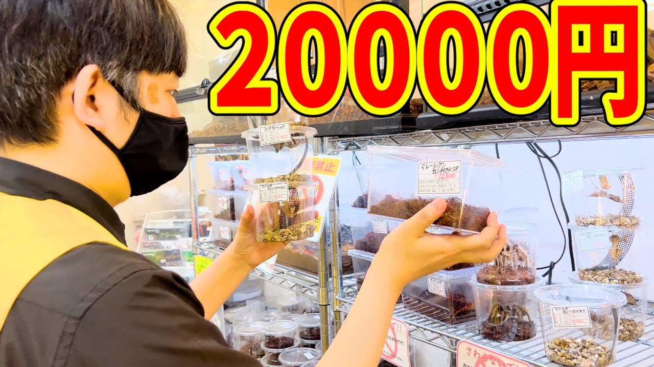 予期せぬ事が起きたので昆虫ショップでお買い物します