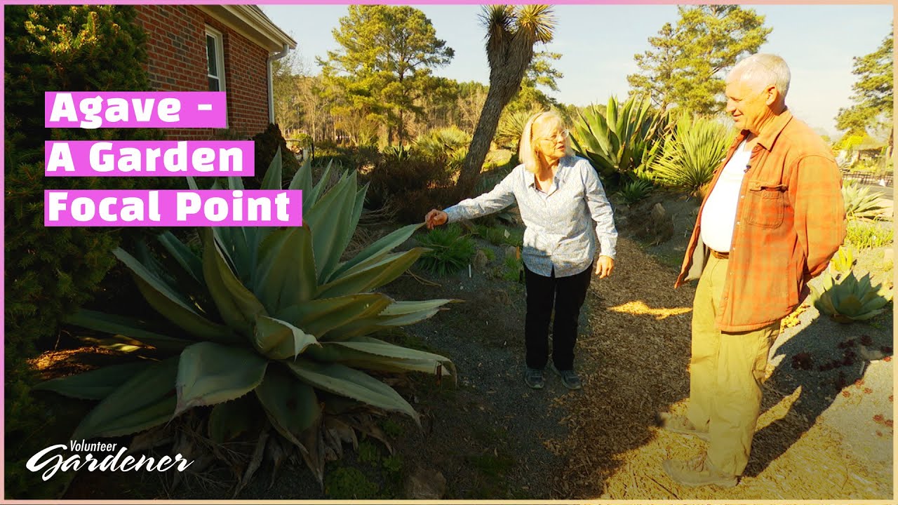 Agave Selections and Care | Volunteer Gardener