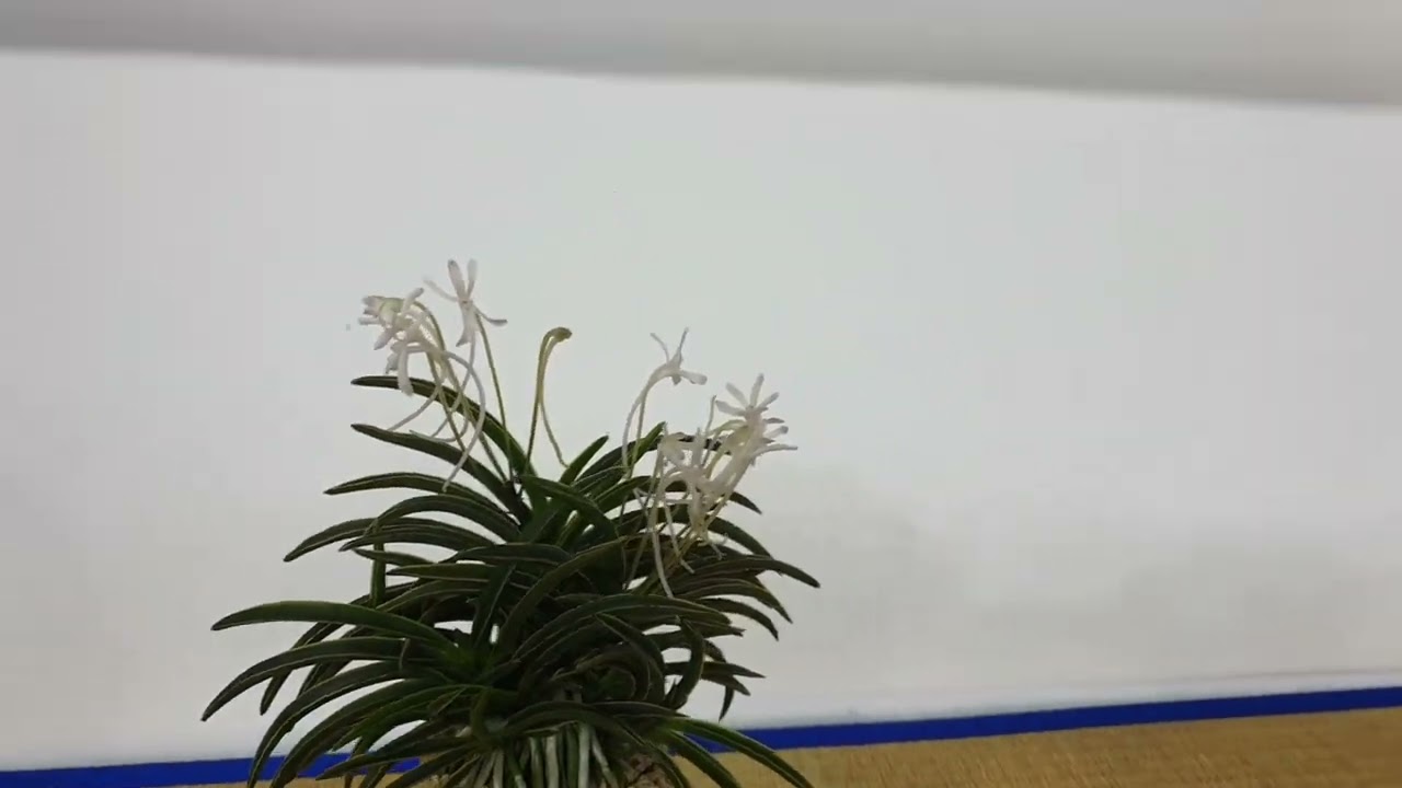 한국풍란대전, 다채로운 풍란꽃다발, 산정님의 대관 대주 구경하세요!!