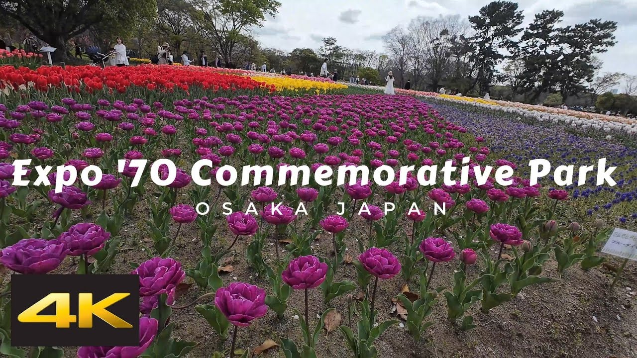 Cherry Blossom and Tulips at Expo 70 Commemorative Park | Osaka, Japan