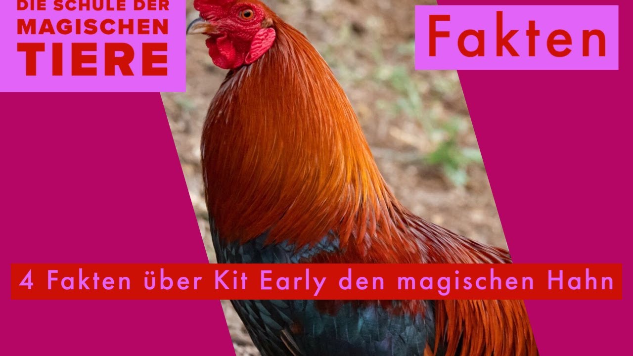 4 Fakten über den magischen Gockelhahn Kit Early - Die Schule der magischen Tiere