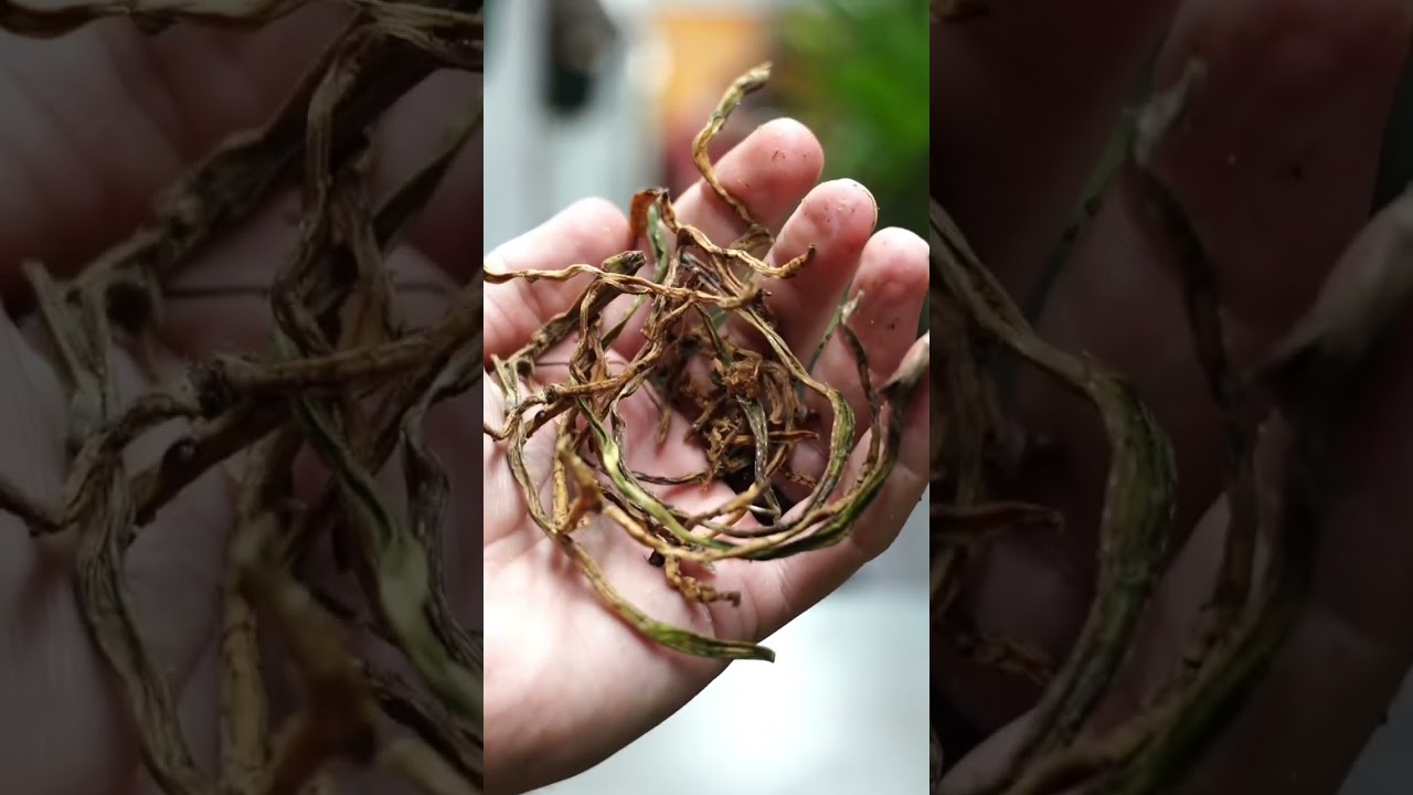 Спасаем орхидею от корневой гнили #орхидеи