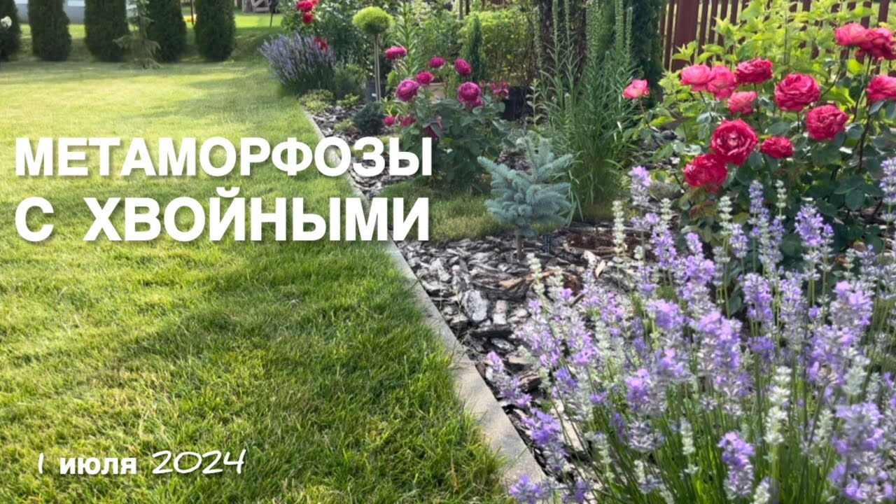 НОВИНКИ В ХВОЙНУЮ КОЛЛЕКЦИЮ. ЕЛИ ПОСИНЕЛИ ?! ЕЛЬ ЛАКИ СТРАЙК, СОСНА ПИРАМИДАЛИС.