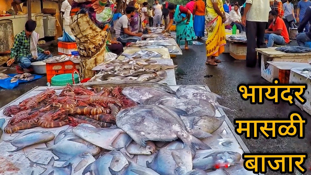 आता मासे स्वस्त झाले आहेत After Lockdown | भायंदर का बड़ा फिश मार्केट |Big Fish Market In Bahayandar