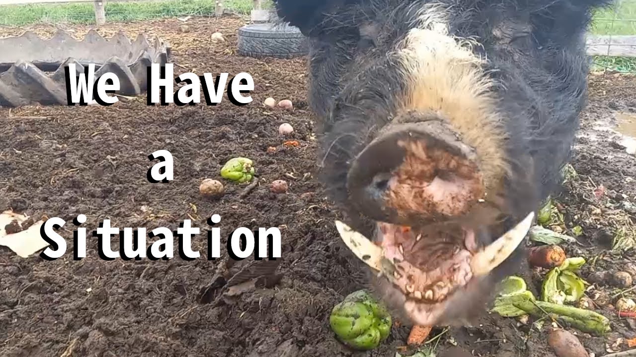 The Pig Situation