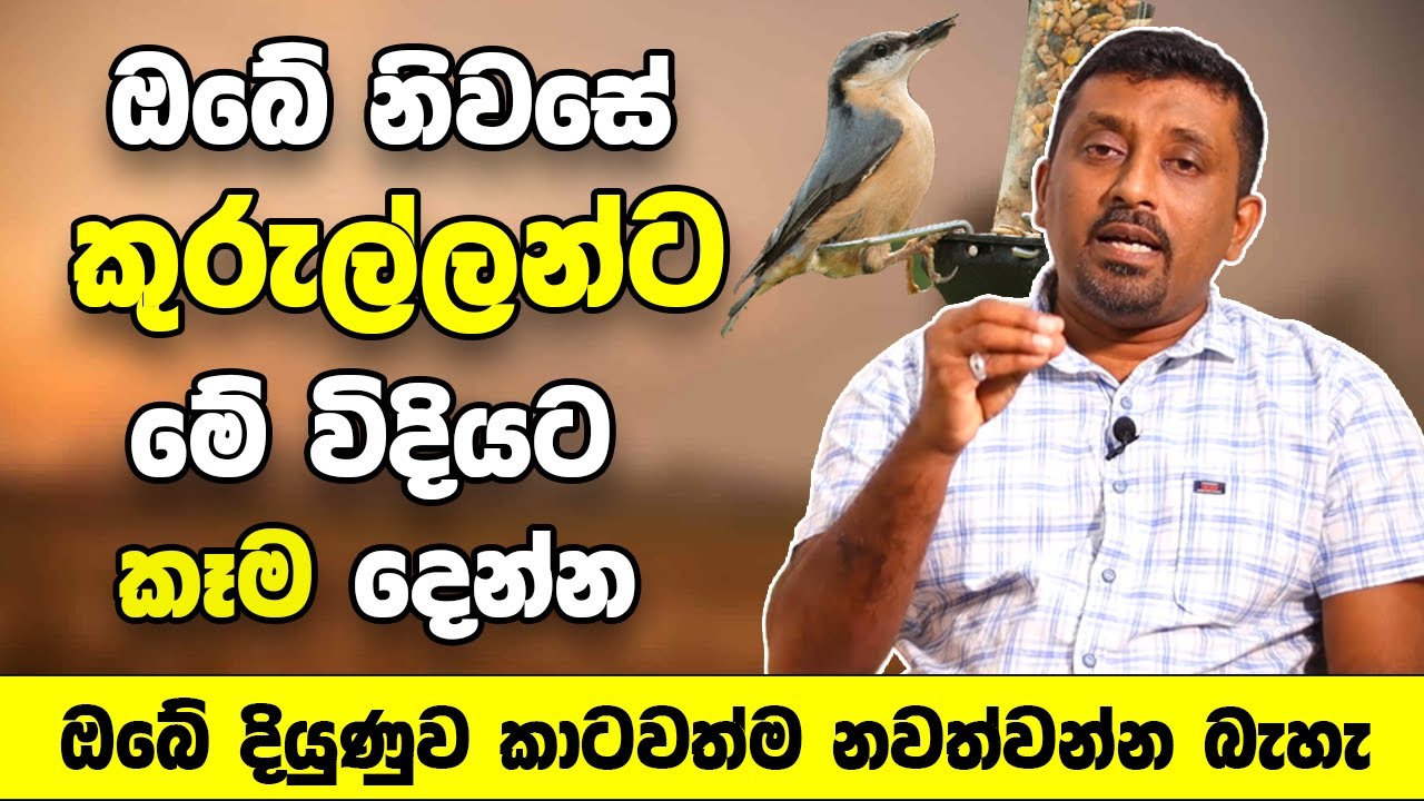 ඔබේ නිවසේ බල්ලන්ට සහ කුරුල්ලන්ට මේ විදියට කෑම දෙන්න | ඔබේ දියුණුව කාටවත්ම නවත්වන්න බැහැ