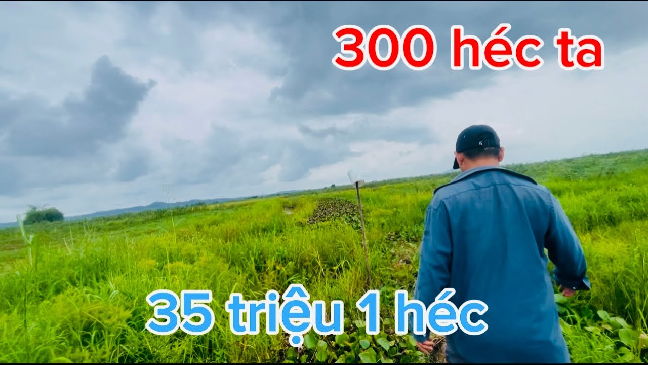 ☎️300héc nhượng quyền canh tác đất giá chỉ 35 triệu đường xe tải 🚛 xe hơi vào tận nơi 