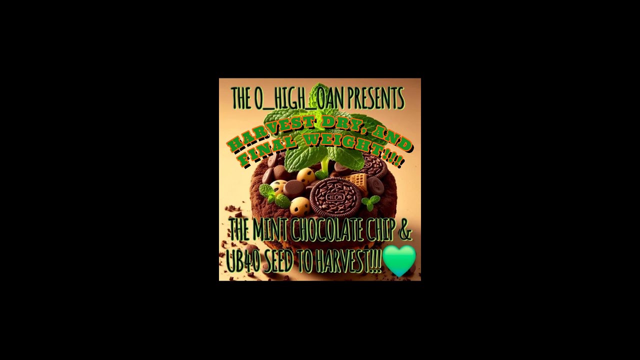 MINT CHOCOLATE CHIP UB40 SEED2HARVEST FINAL HARVEST DRY AND WEIGHTS.