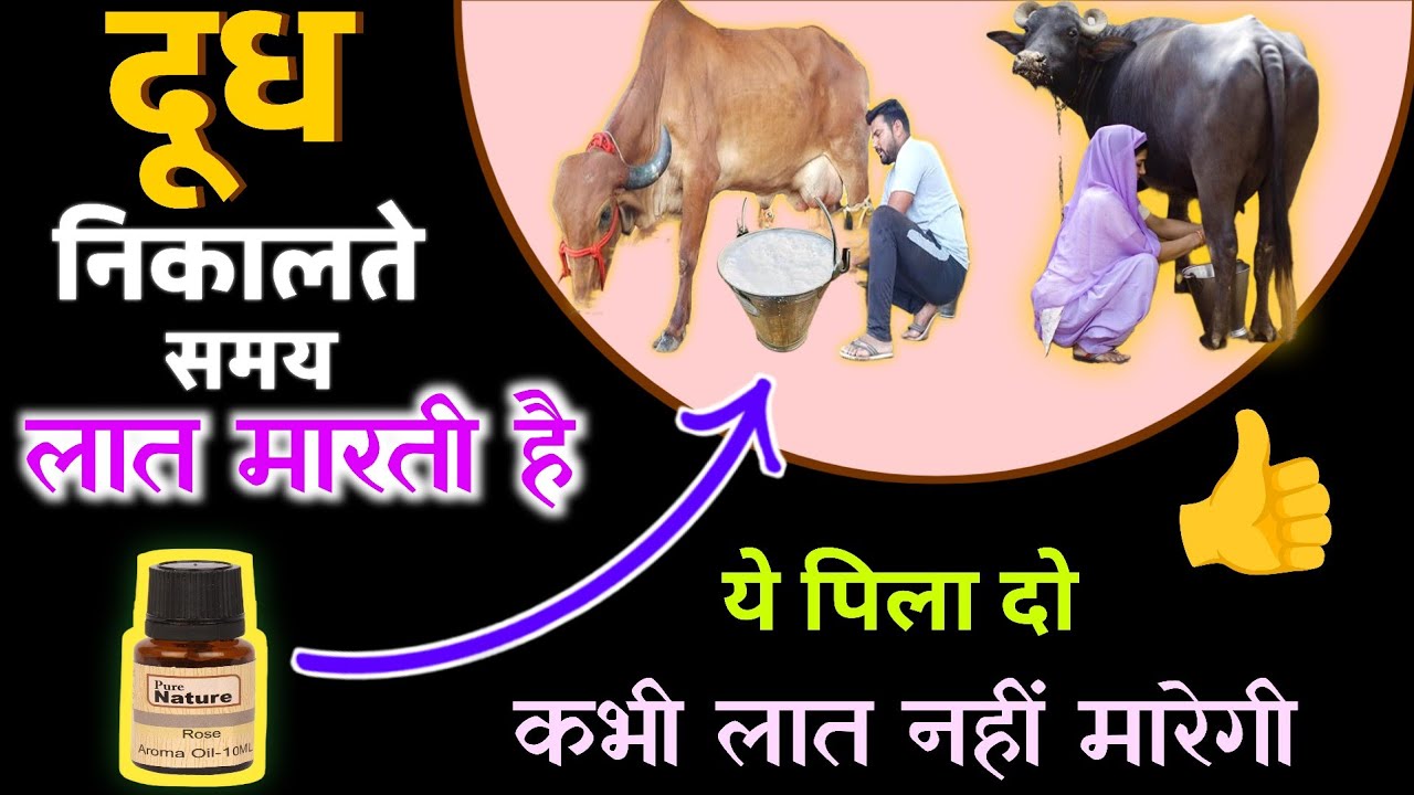 गाय भैंस दूध निकालते समय लात मारती है ये खिला दो कभी नहीं मारेगी👍gay lat mare to kya karen?HADA VETS