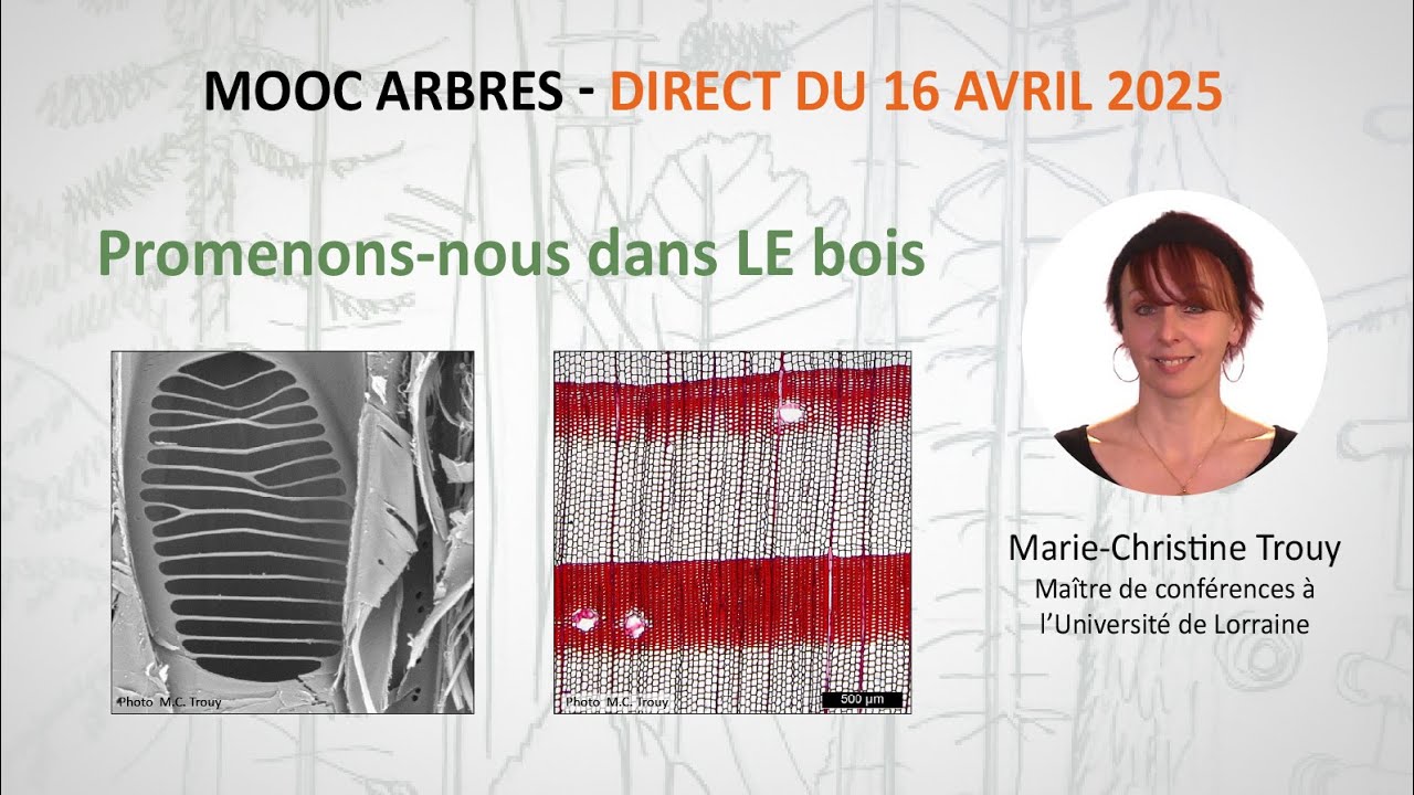 Promenons-nous dans LE bois / Marie-Christine Trouy