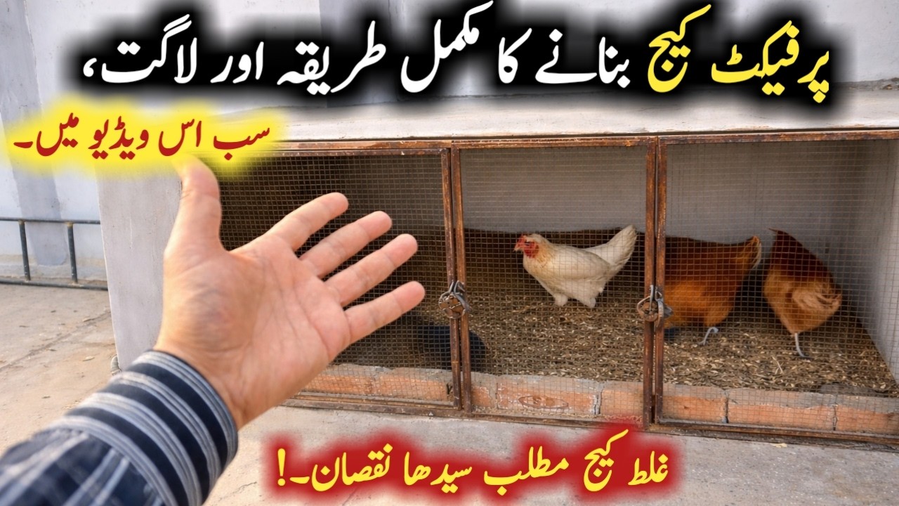 Sahi Cage Banany Ka Mukamal Tarika | Poultry Cage Cost & Setup