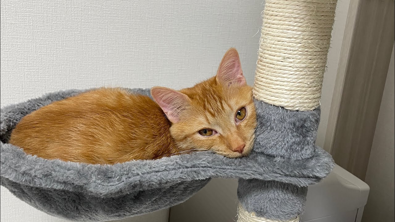 猫カフェで浮気してしまった時の猫の反応