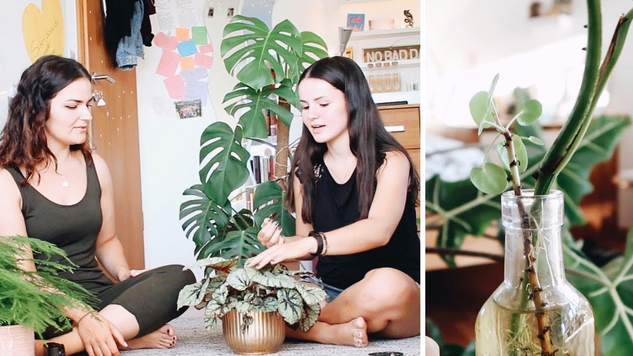 Ableger? 🌱 So geht's! (Pilea, Monstera, Efeutute) mit @geenheartedgirl