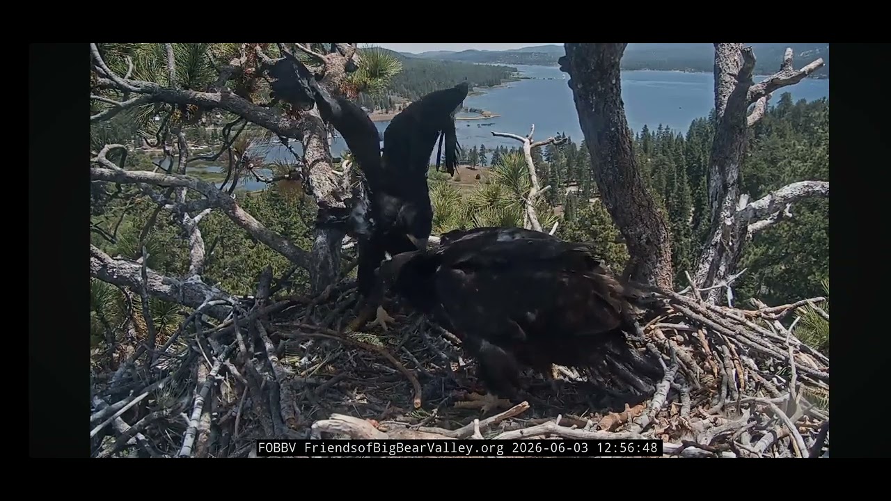 LUNA GETTING SOME AIR!!🐥🪽⏫️ 6.3.26 fobbvcam 