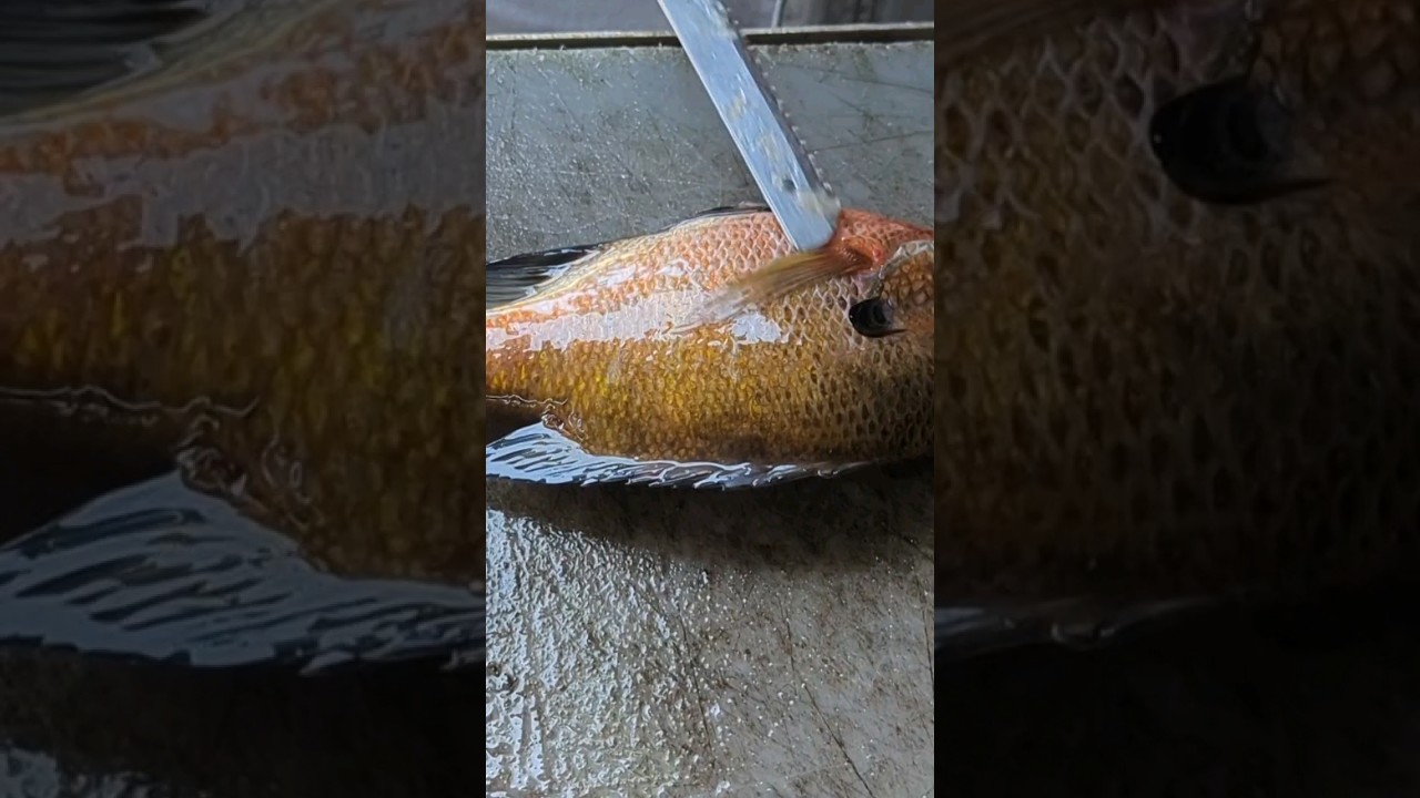 How To Fillet Bream !!