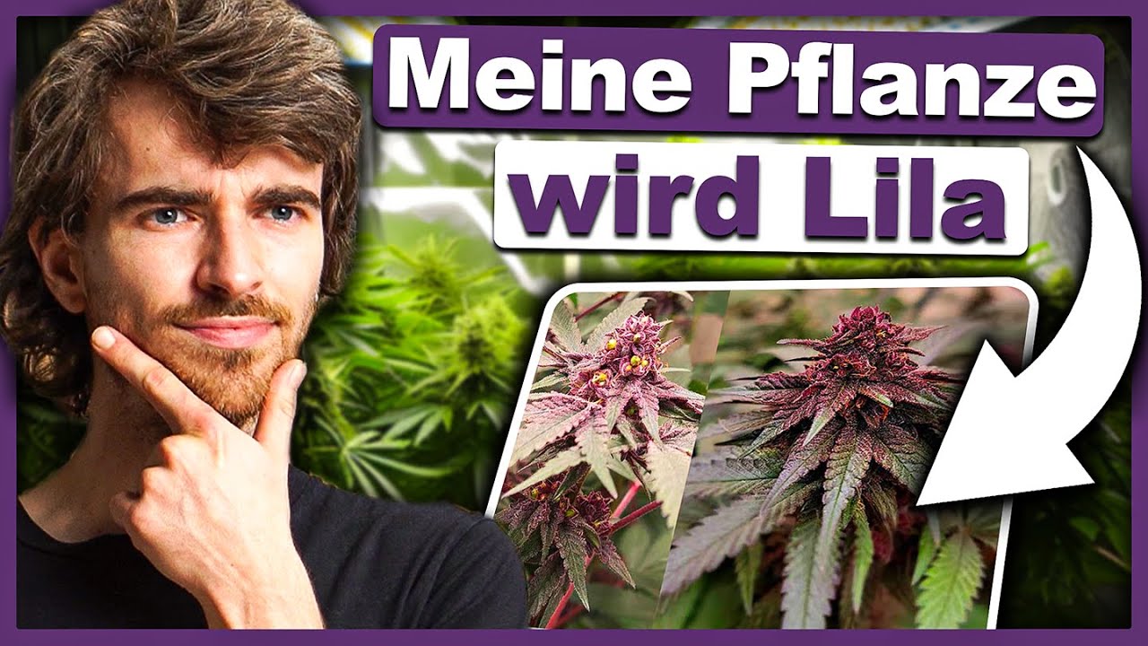 Warum wird meine Pflanze lila (Purpeln wissenschaftlich erkl&auml;rt)