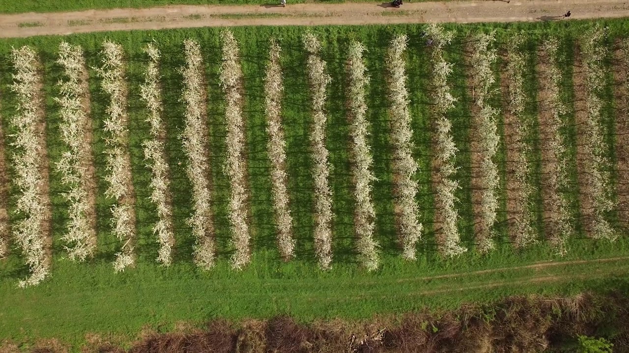 Drone pollinates Central New York apple orchard