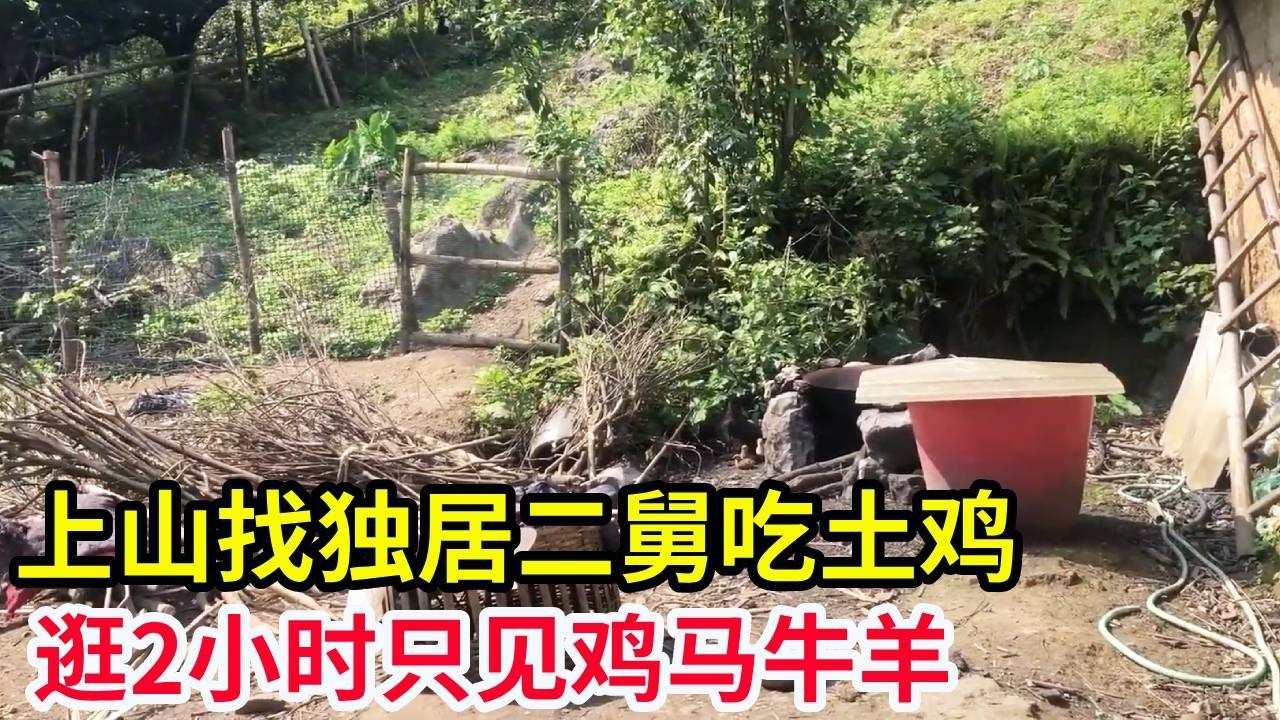 上山找独居二舅吃土鸡，逛2小时只见鸡马牛羊，没看到二舅去哪了！【山农乐哥】