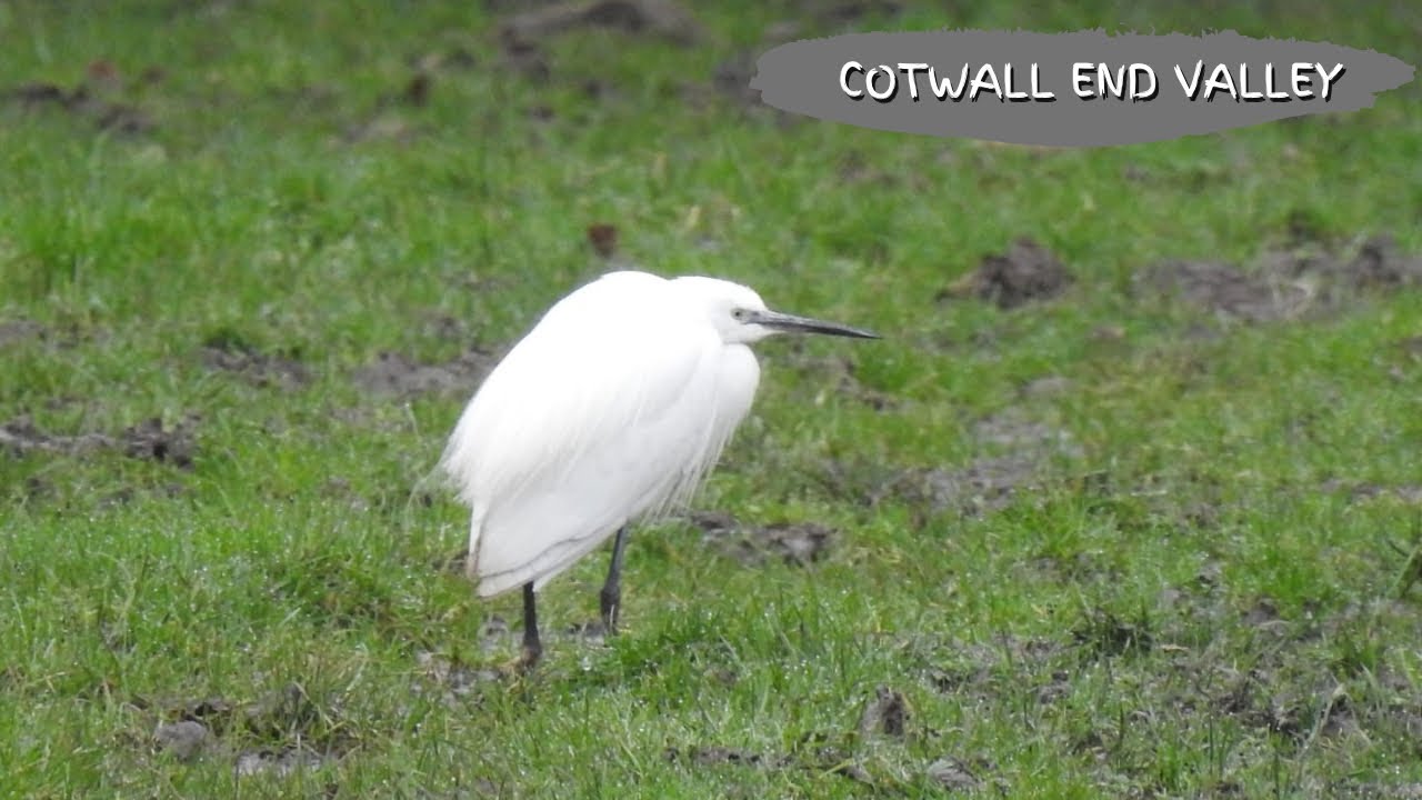 🌳 Little egrets in Cotwall End Valley