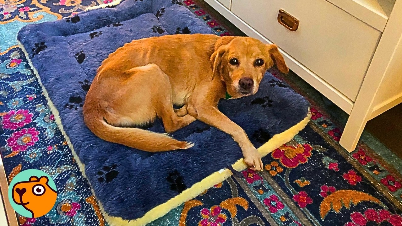 Man Finds a Mysterious Dog in His Living Room And Keeps Her | 5 Rescue Stories