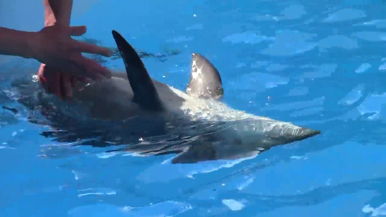 名港水族館   ウィニーの赤ちゃんハッピーWinnie's baby happy