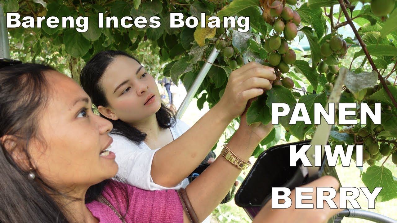 KESERUAN BARENG INCES BOLANG PANEN KIWI BERRY 🥝
