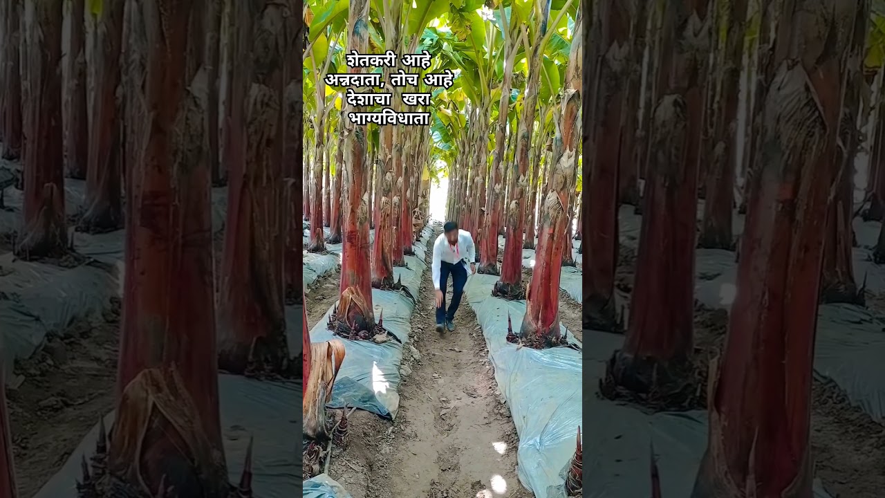 jain hills jalgao | banana jalgao | banana cultivation | #shorts #kheti #farmer #viralshort |