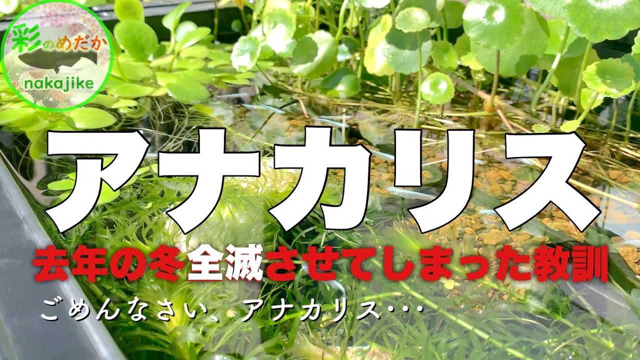 メダカ水槽好相性のアナカリス 去年の冬に全滅させてしまった原因と今年の対策
