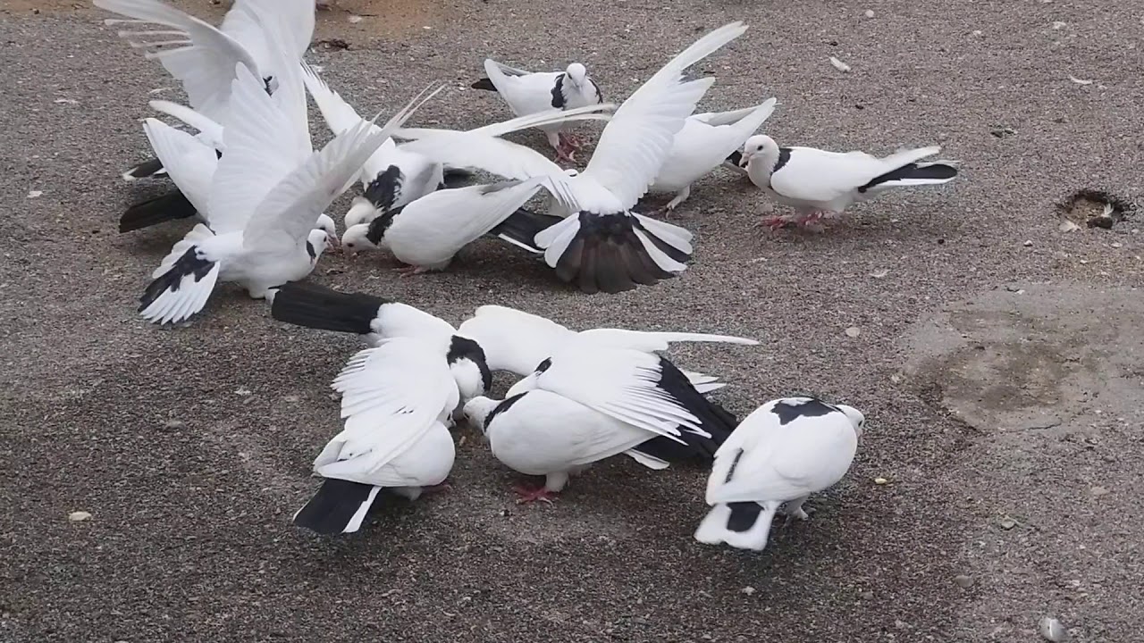 #BAKU #PIGEON    Голуби Мамедова Феррух Аляга оглы в Баку! пос.Фатмаи!