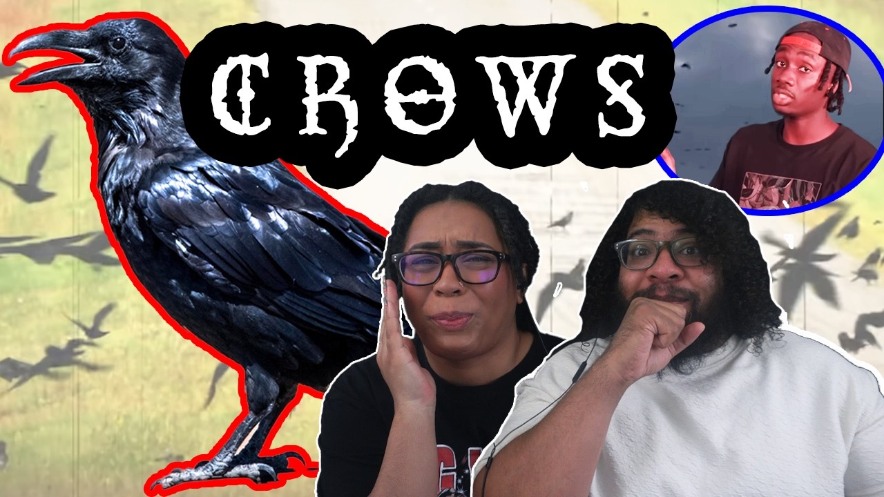 How Crows Took Over A City! | Casual Geographic Reaction