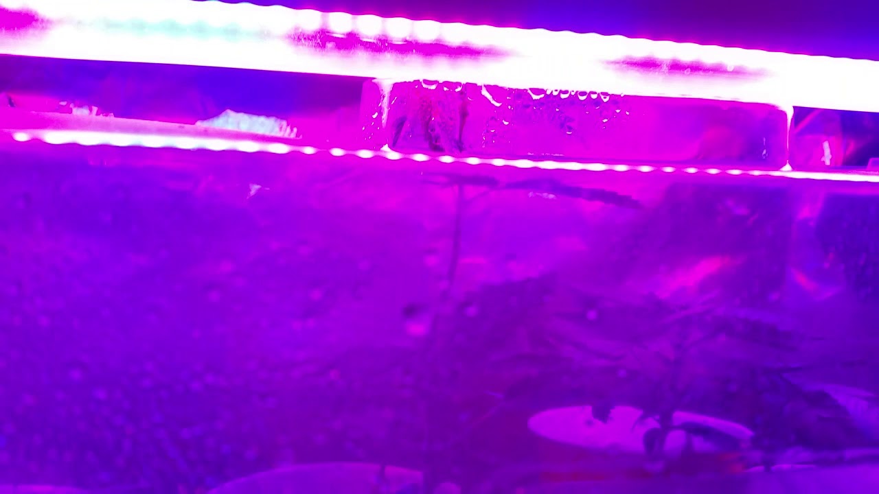 Clone box view/ LEDGrowLightDepot.