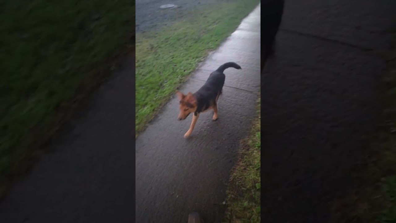 My baby girl's first day of her walk. We usually just go outside the door.