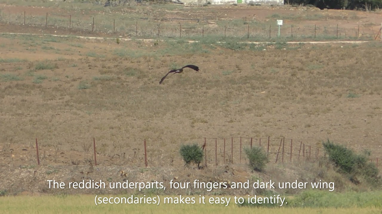 Montagu's Harrier