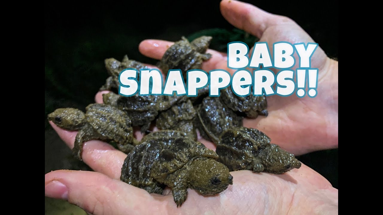 FHF: Baby Alligator snapping turtles!!