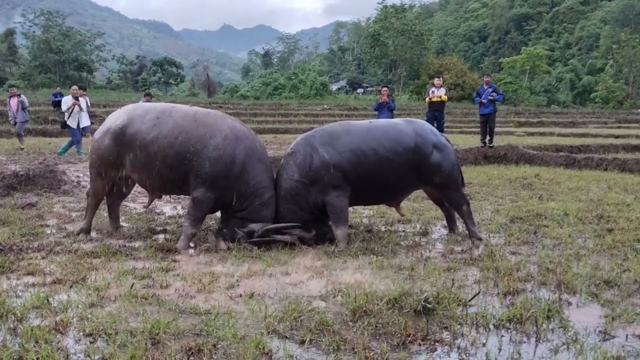 Pha Thử Tr&acirc;u Tr&ocirc;i V&agrave;o Khe Lật Ngược Trận Đấu [ Chọi Tr&acirc;u Mường Nh&eacute; 19/5/2025 ]