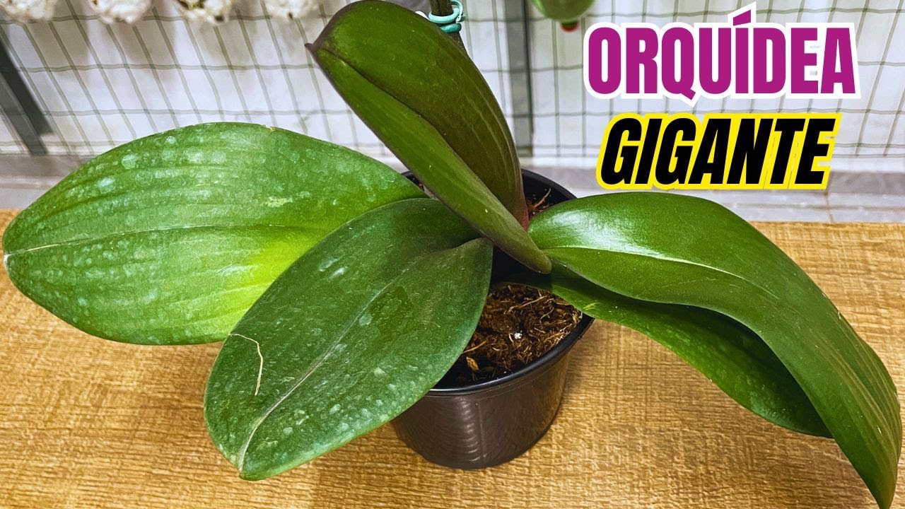 COMO REPLANTAR ORQÚÍDEA GIGANTE COM MÉTODO SIMPLES E PRÁTICO | JD Orquídeas
